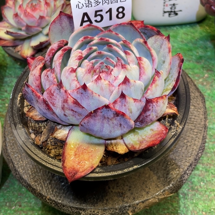 秋***洞惊鸿仙子一物一拍