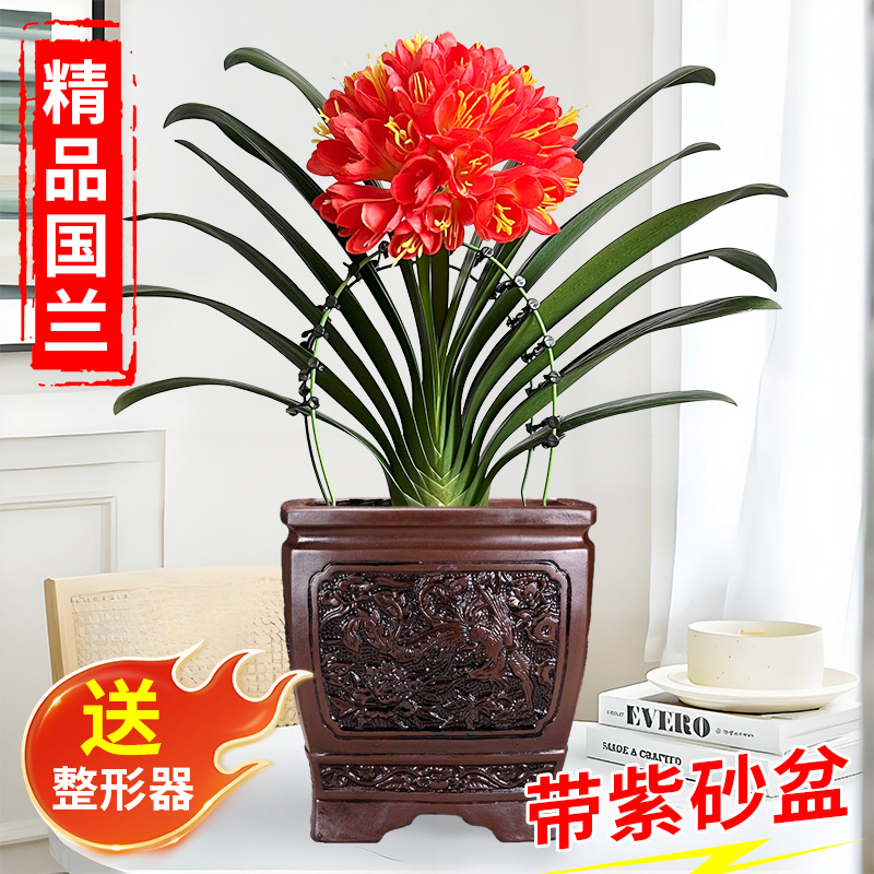 【带紫砂盆 6年精品君子兰】高档室内花卉兰花盆栽当年开花四季常青