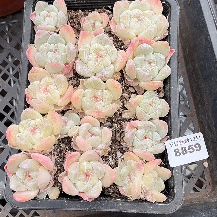 阿雅园艺。       8859冰玉一盒