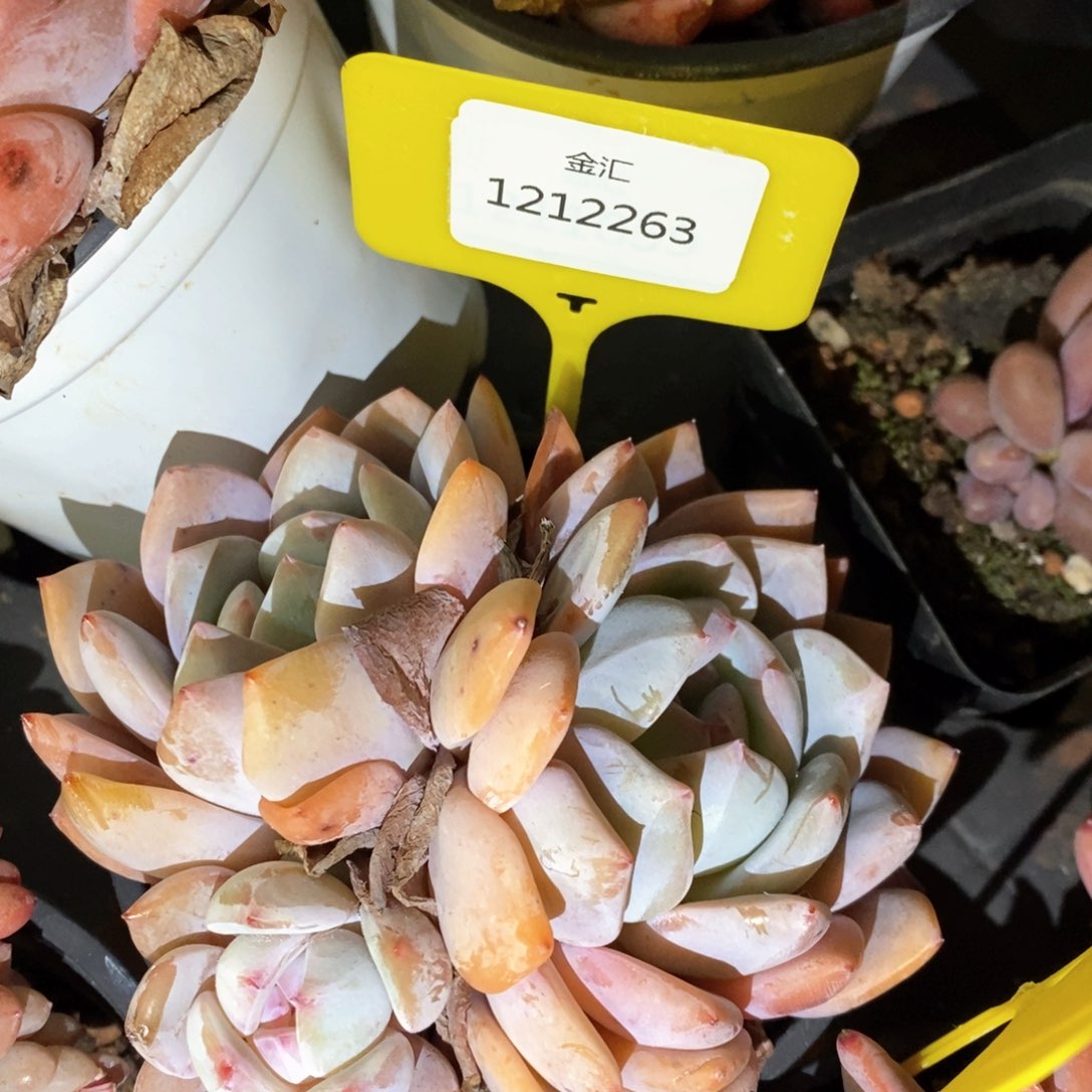 福利多多。1212263