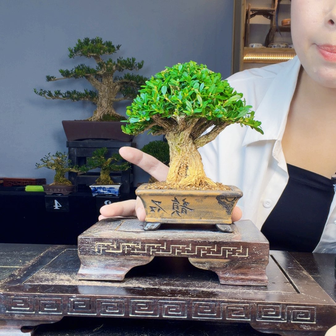 柯***无花朵黄杨盆景一物一拍