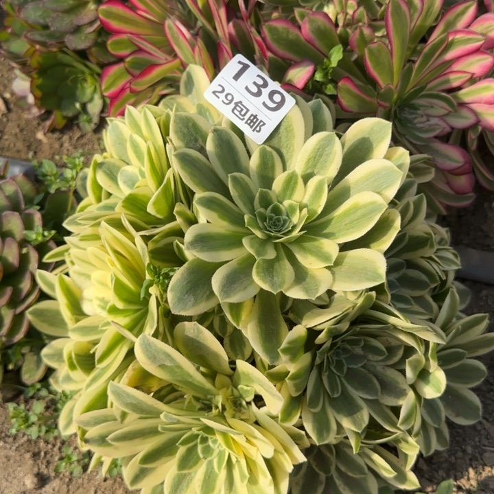 迈巴赫……多肉植物的