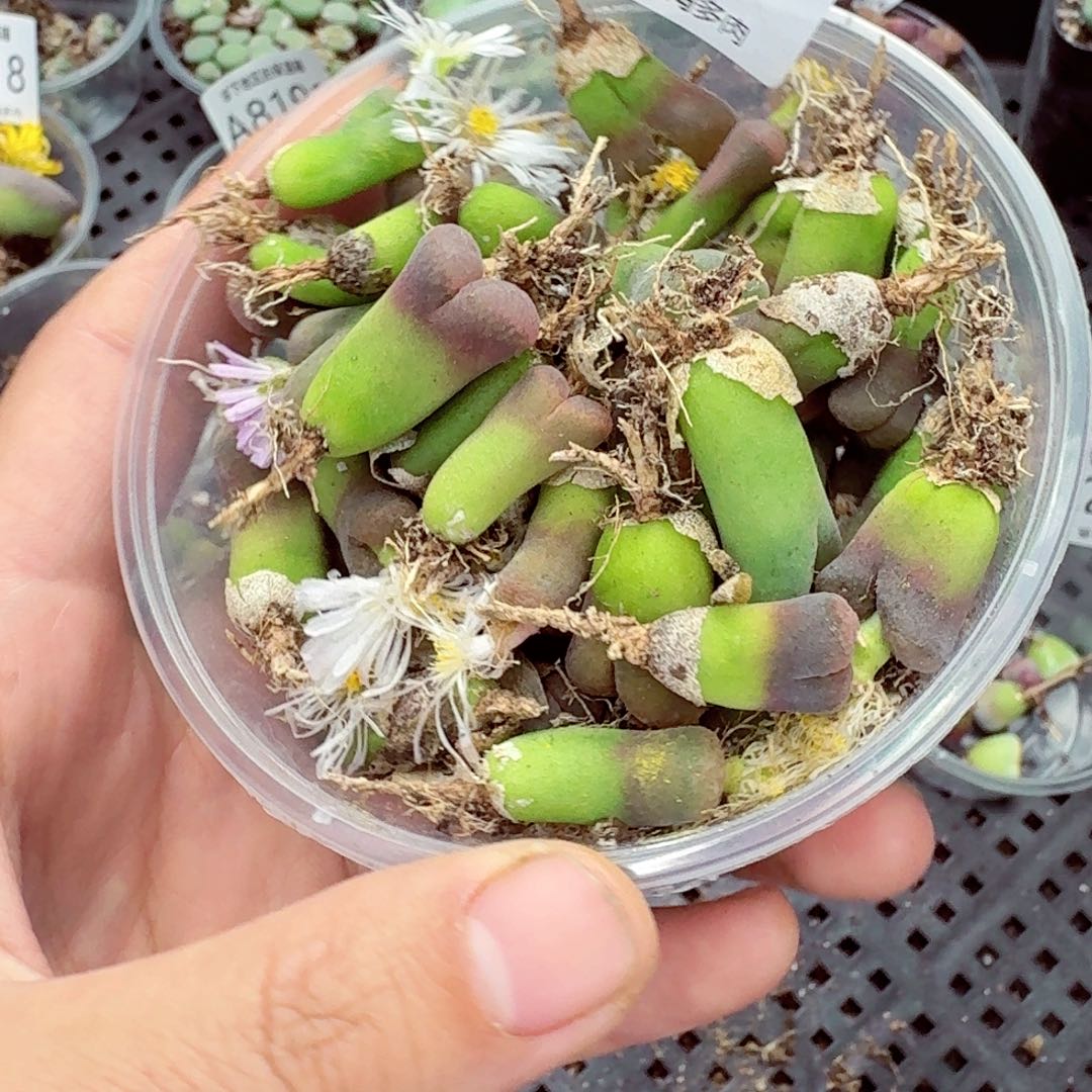 8344––零下地区需拍保温箱