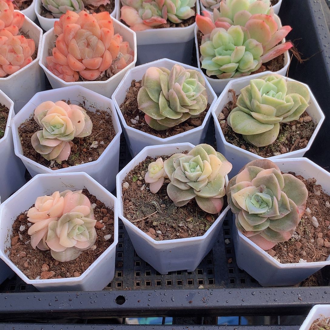 两颗可爱玫瑰锦4556788999