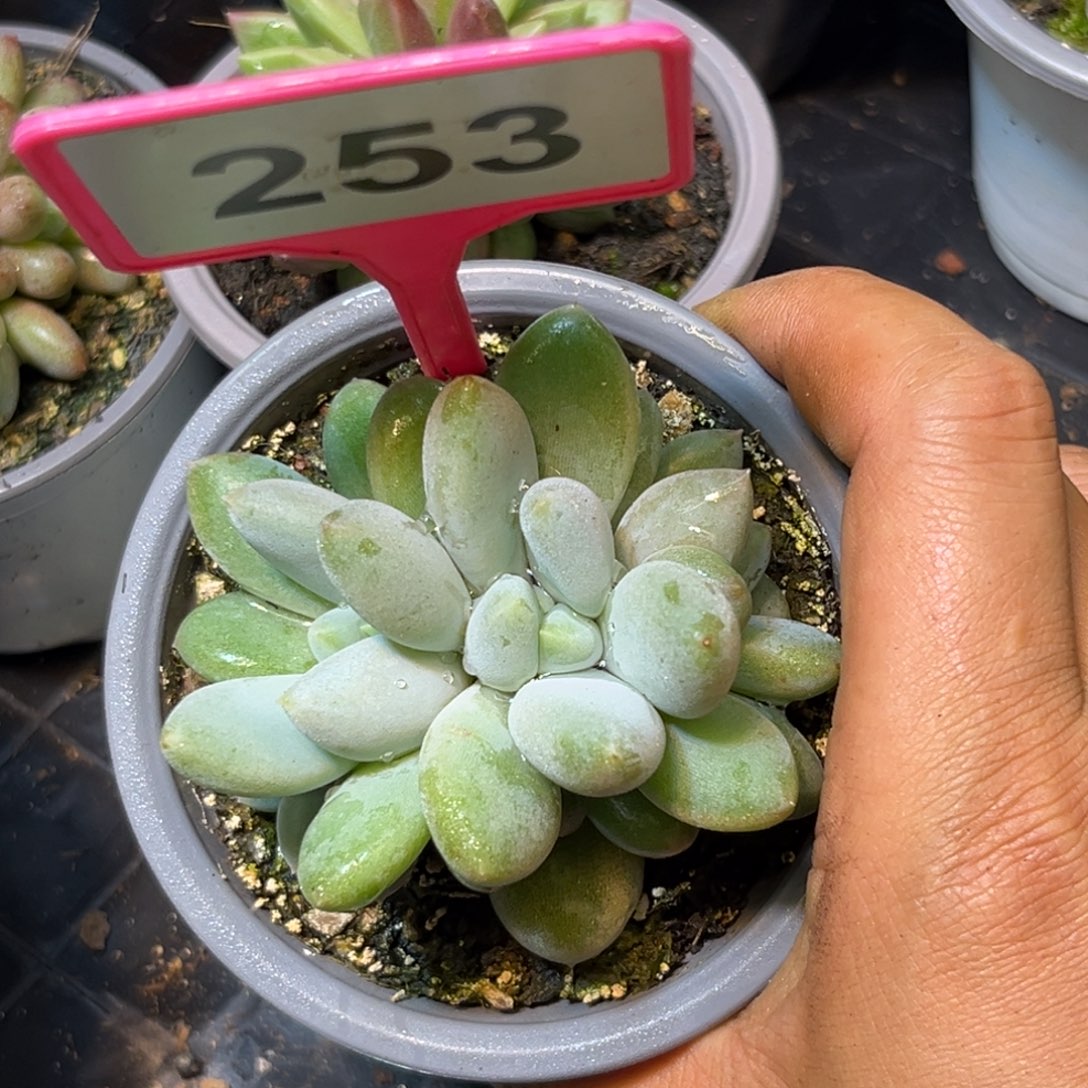 多肉植物胖体哥特253