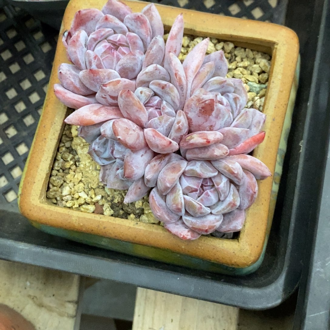 精品多肉一物一拍不包整46