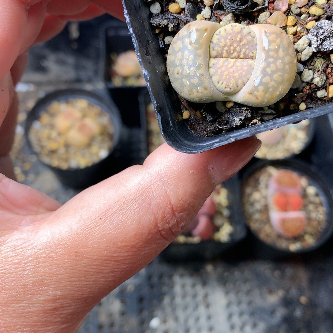 X237多肉植物保护