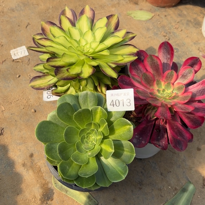 3颗多肉法师4013