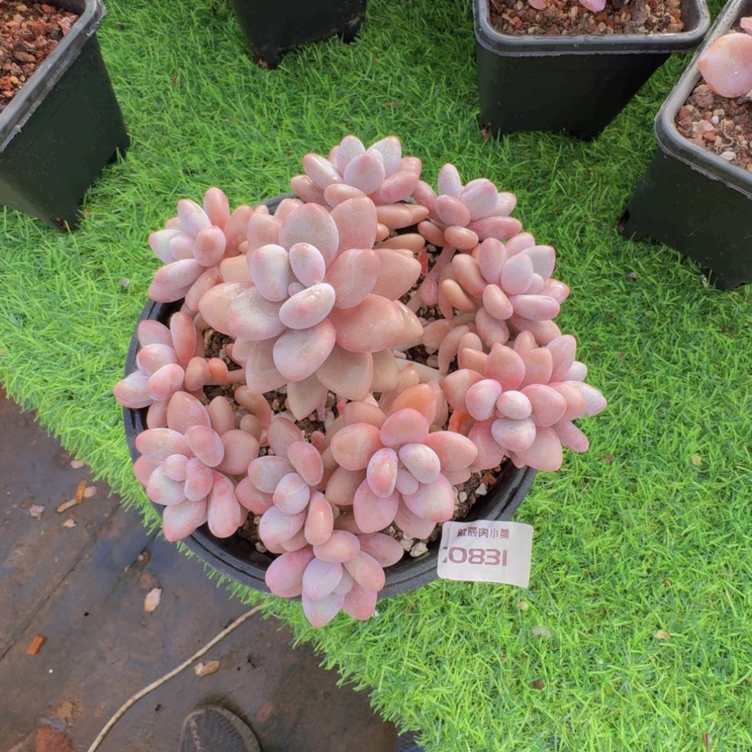 多肉植物蜜多利0831