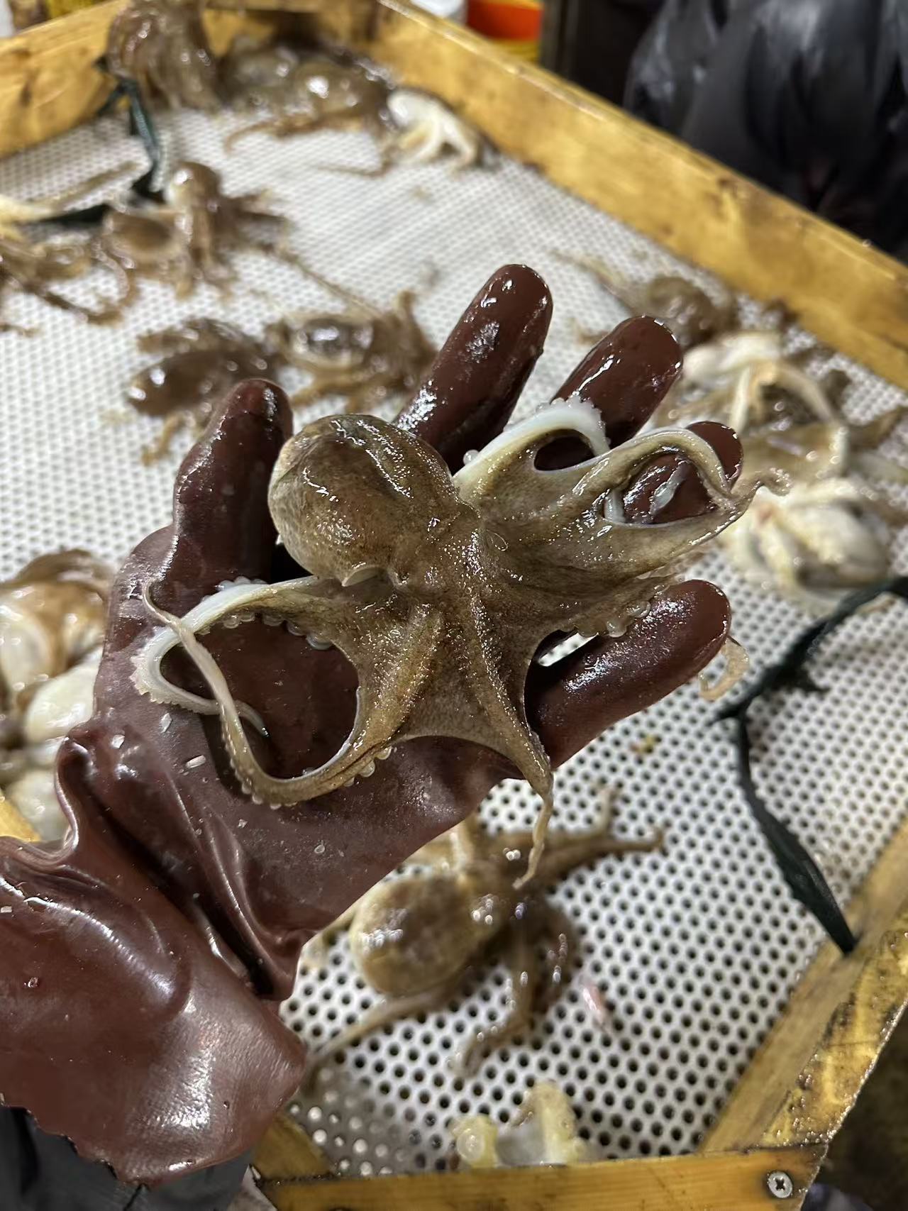 短腿八带八爪鱼【顺丰发货】4斤