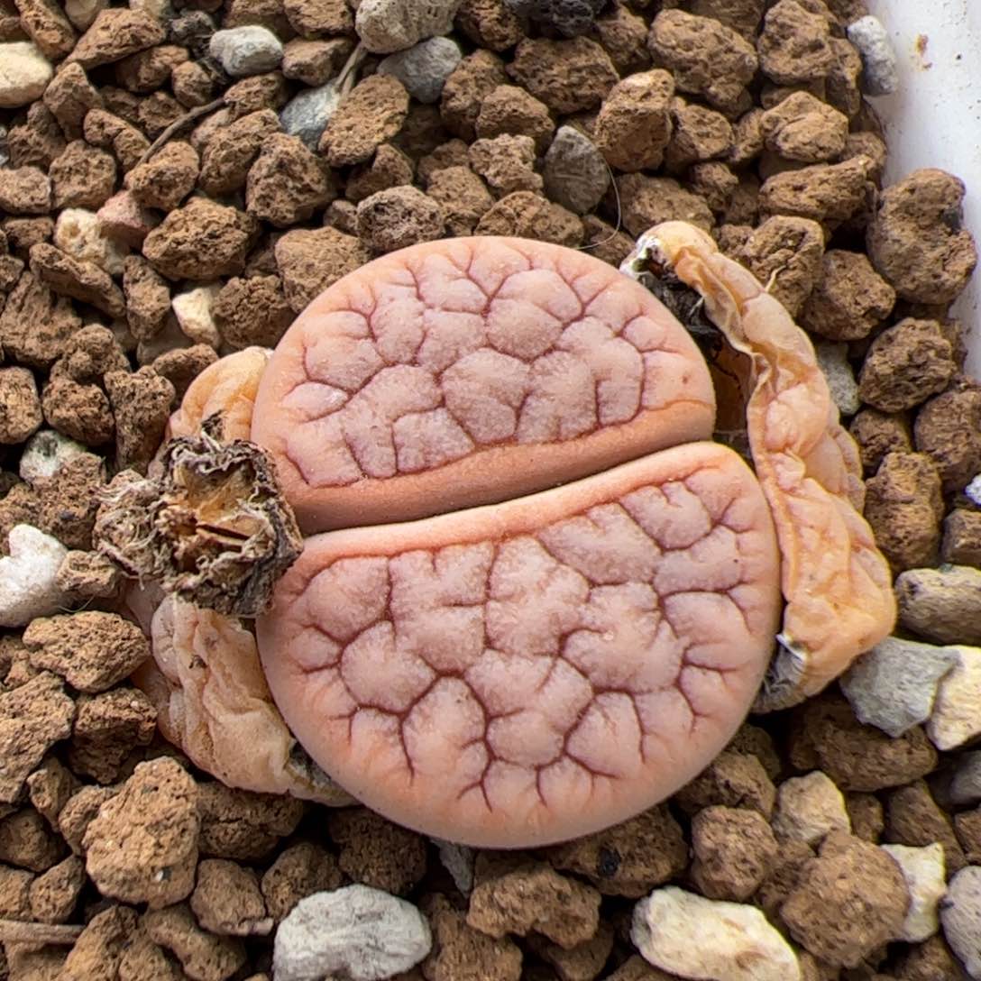 0556号雪岚 多肉植物