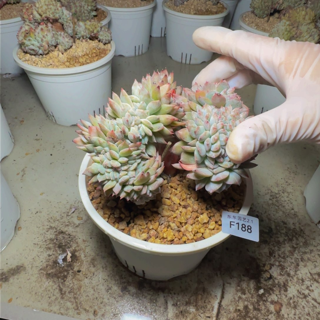 f f f f f f f f f 188