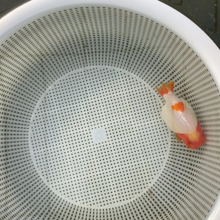 金鱼中原新隆观赏鱼