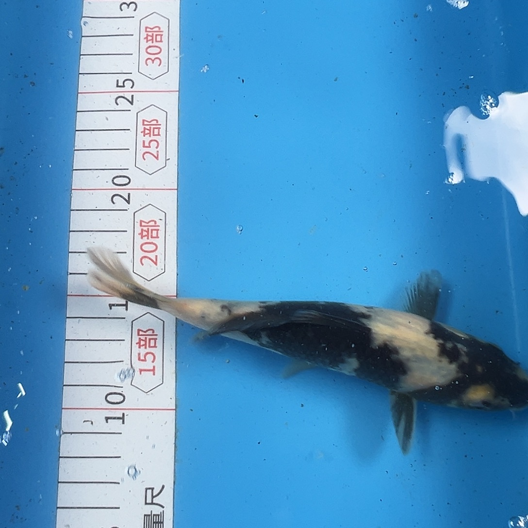 锦鲤鑫泓锦鲤养殖