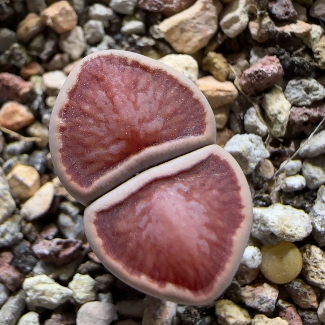 12.3。红窗菊。 501