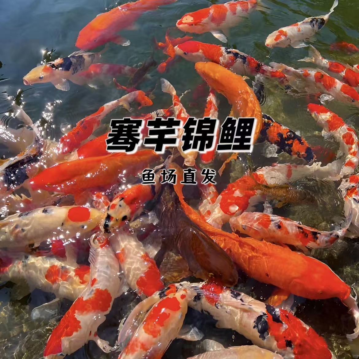 【36-39cm发1条】血统锦鲤颜色搭配包邮开箱录视频包损无视频无售后