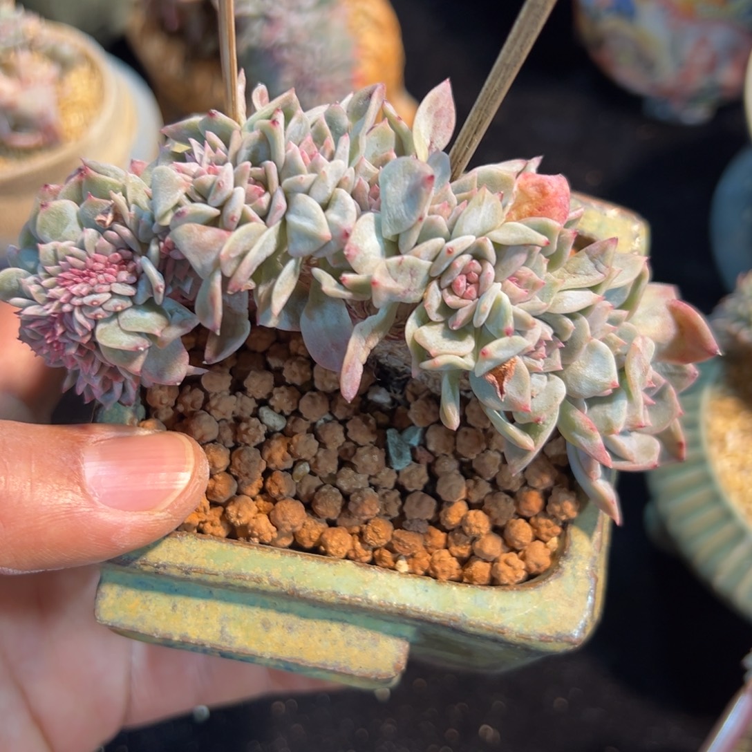  新年快乐新年快乐