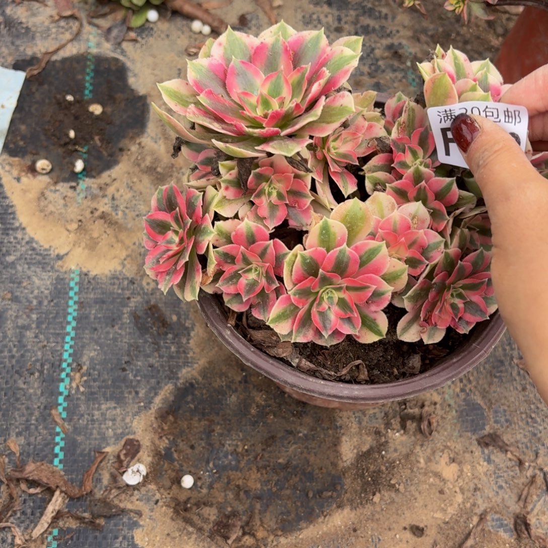 302多肉植物捧花的时候