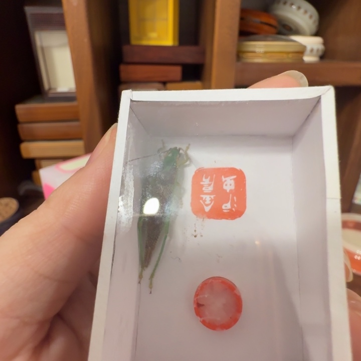 短须过冬霍氏一只合适