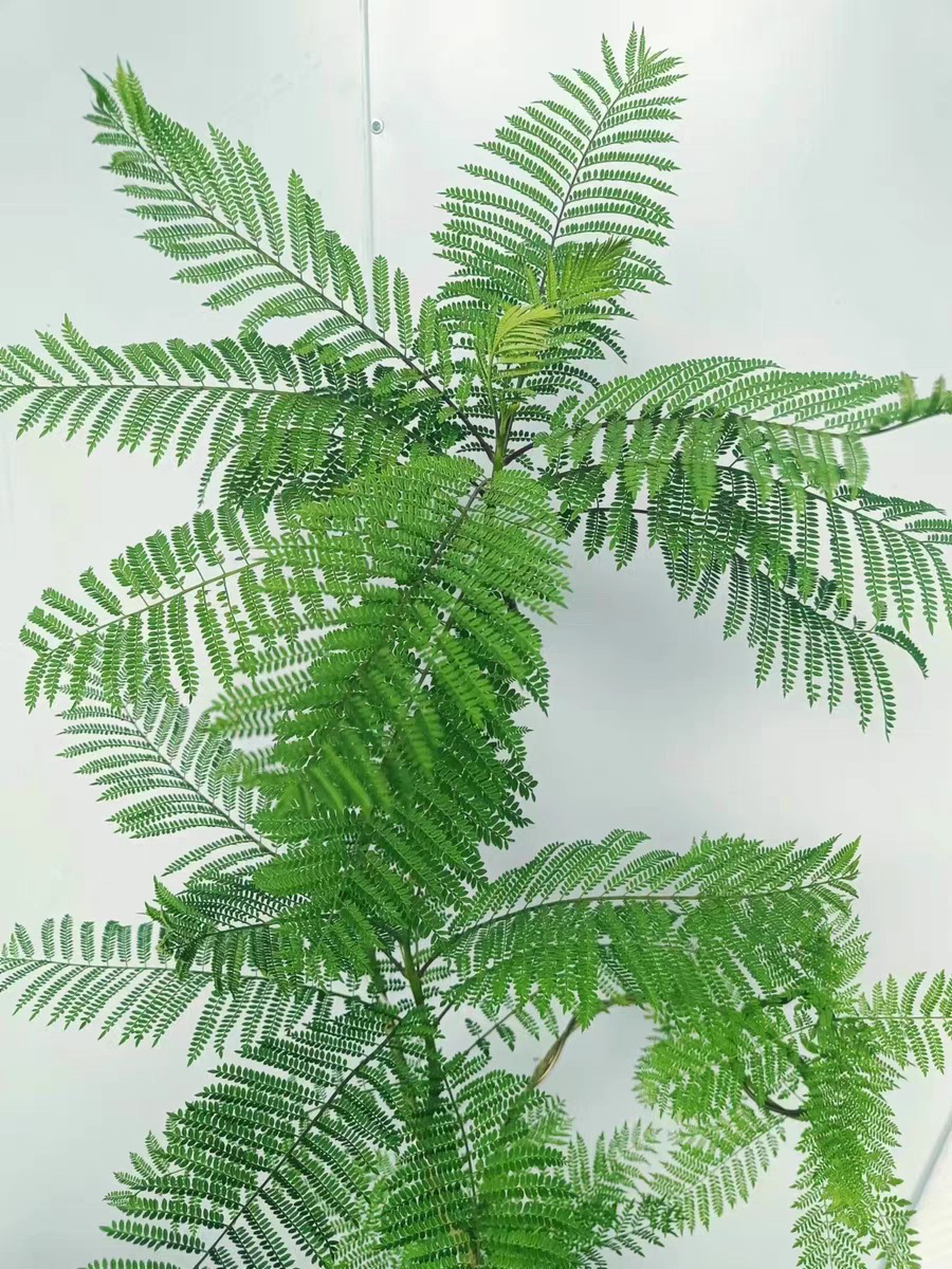 蓝花楹 室内 客厅 阳台 办公室 观叶观花绿植花卉