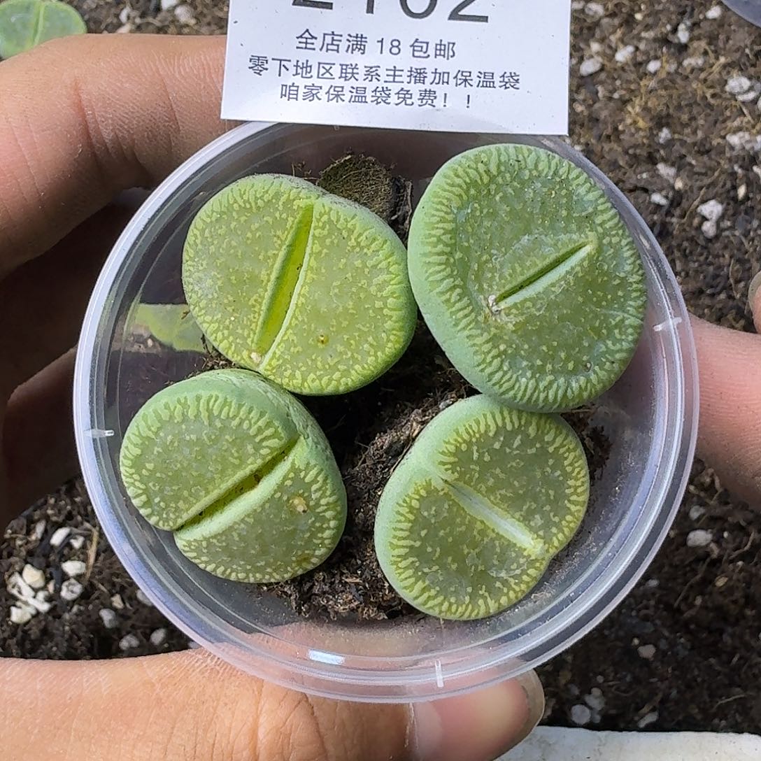 2102 哈哈哈哈哈哈哈哈