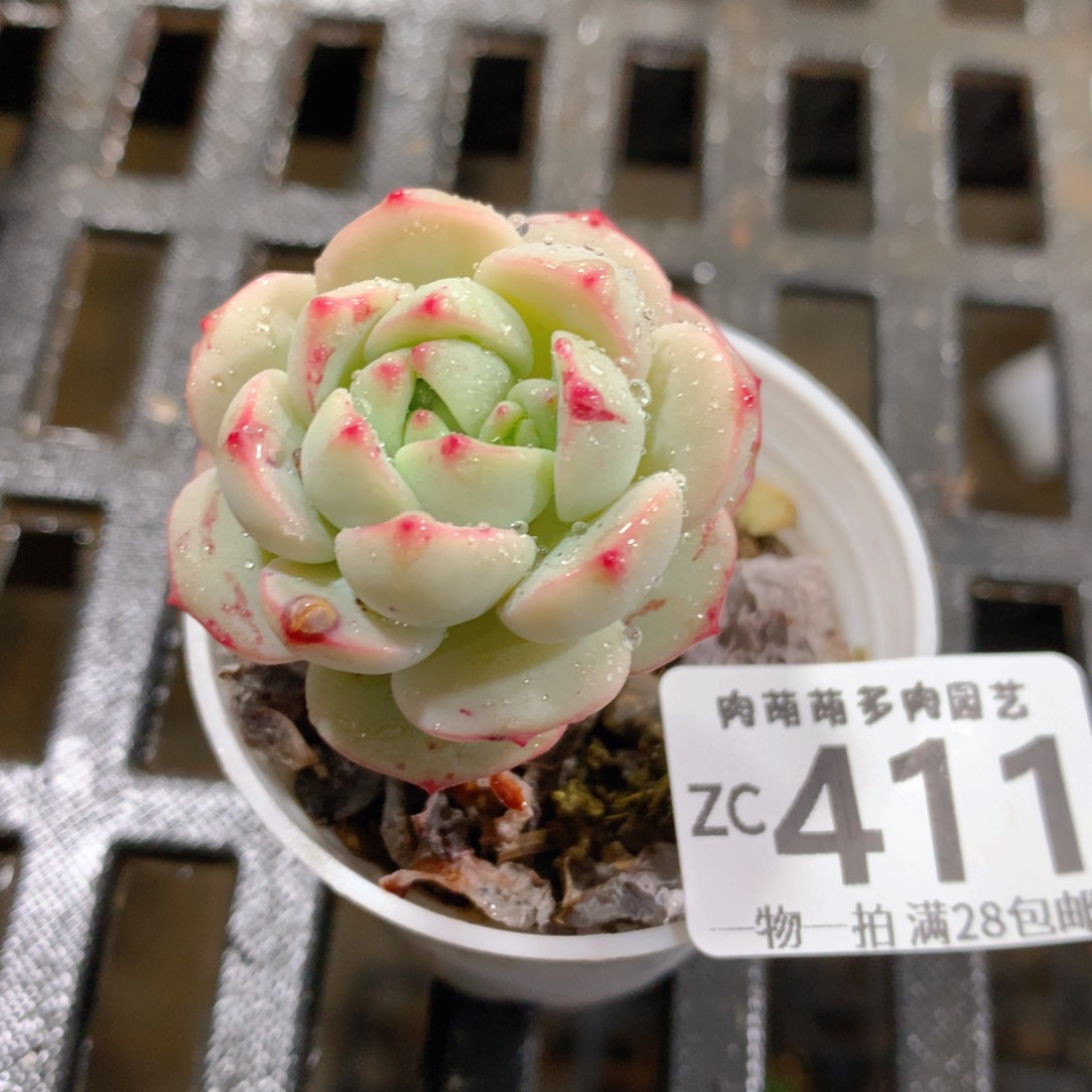 肉萌萌拇指盆精控多肉ZC411