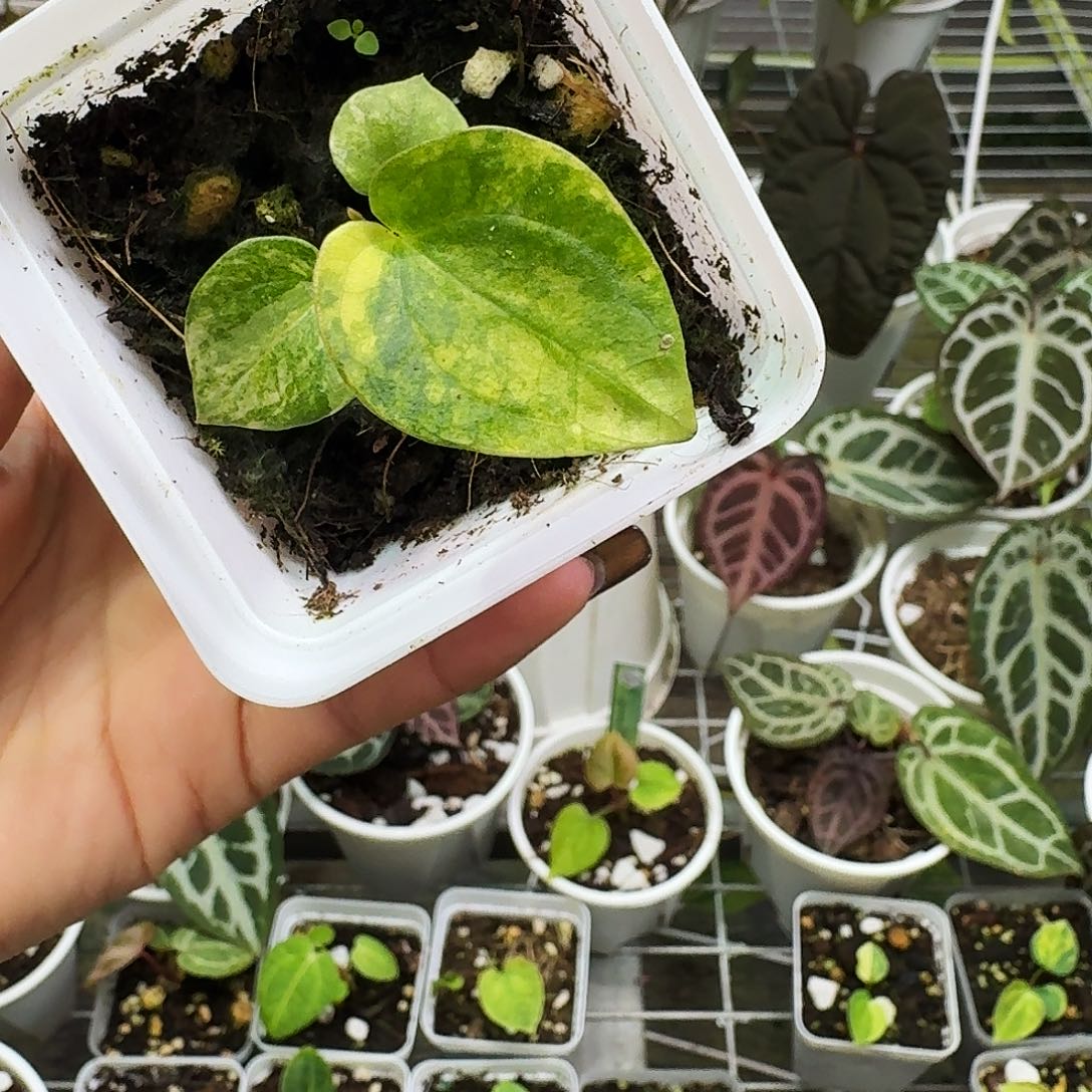 完全开放Papi锦自交