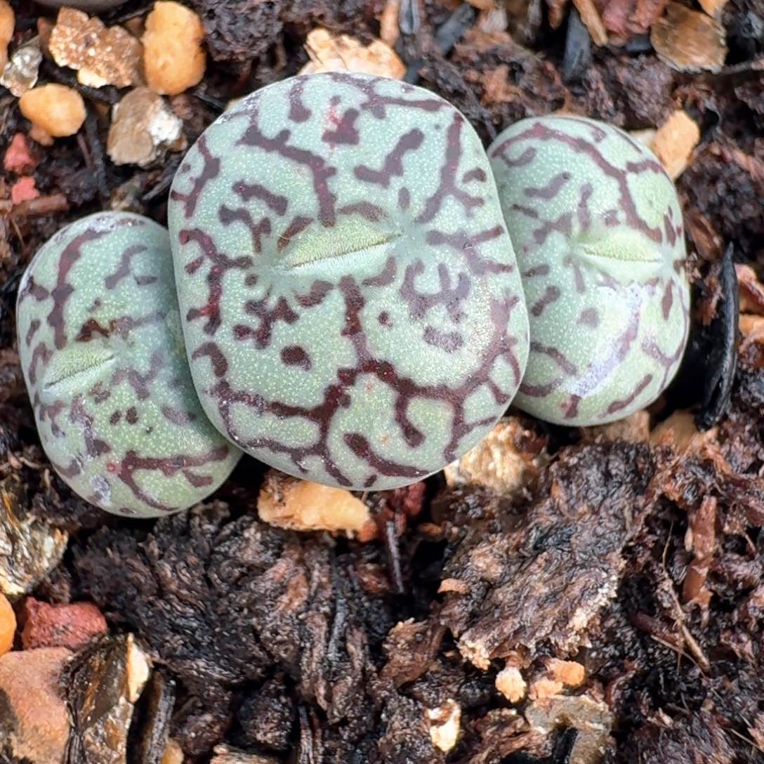 娇**儿1024墨脱土发货000