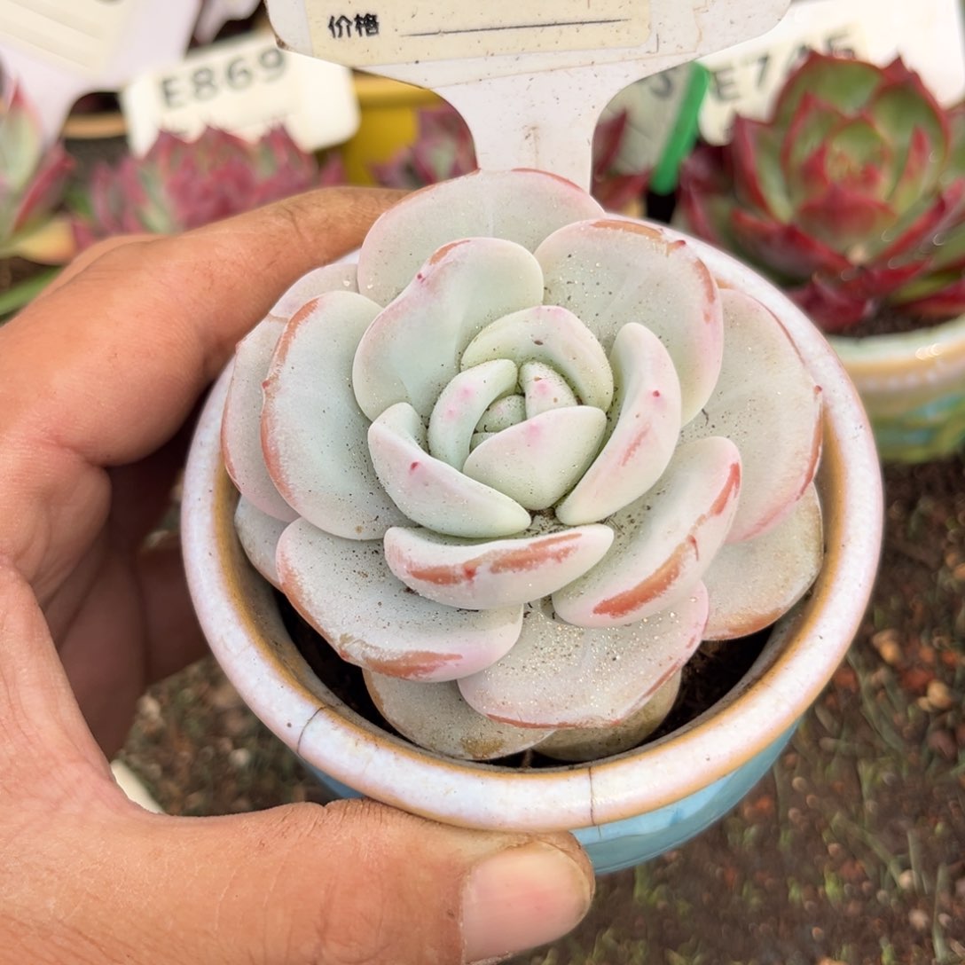 奶茶多肉植物742号多肉