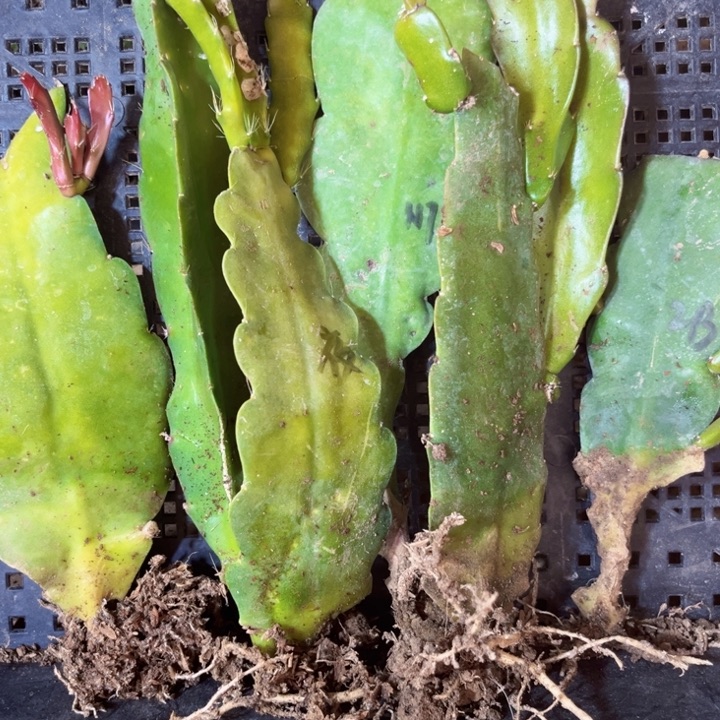当前无花栽培后可以开花24