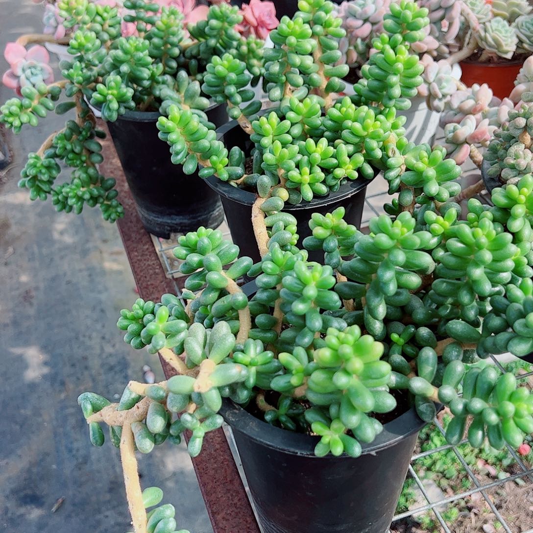 绿龟卵多头群生精品特价