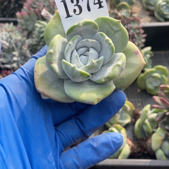 374号普芙雾冷塔杂拇指多肉
