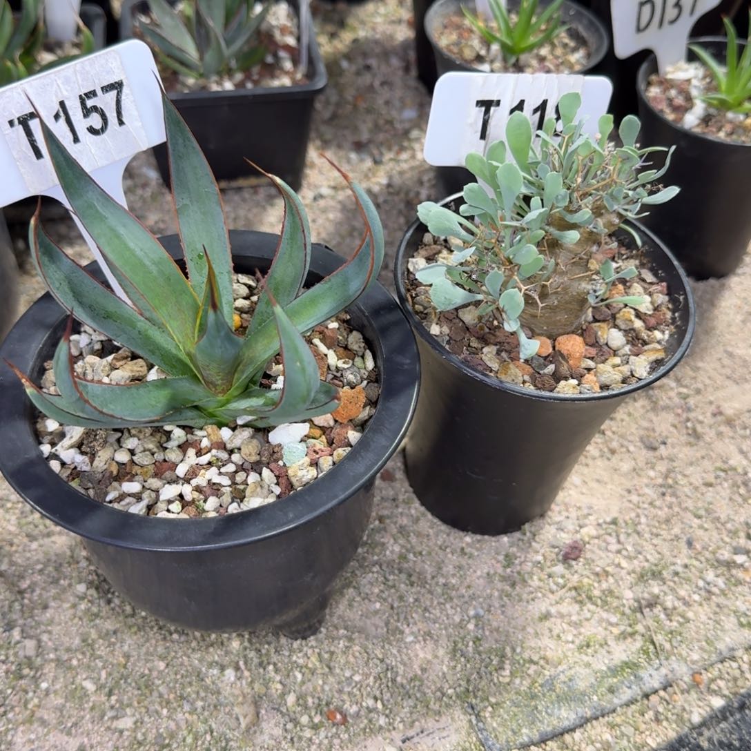 娜***燃福利两颗上帝之手和黑鬼殿