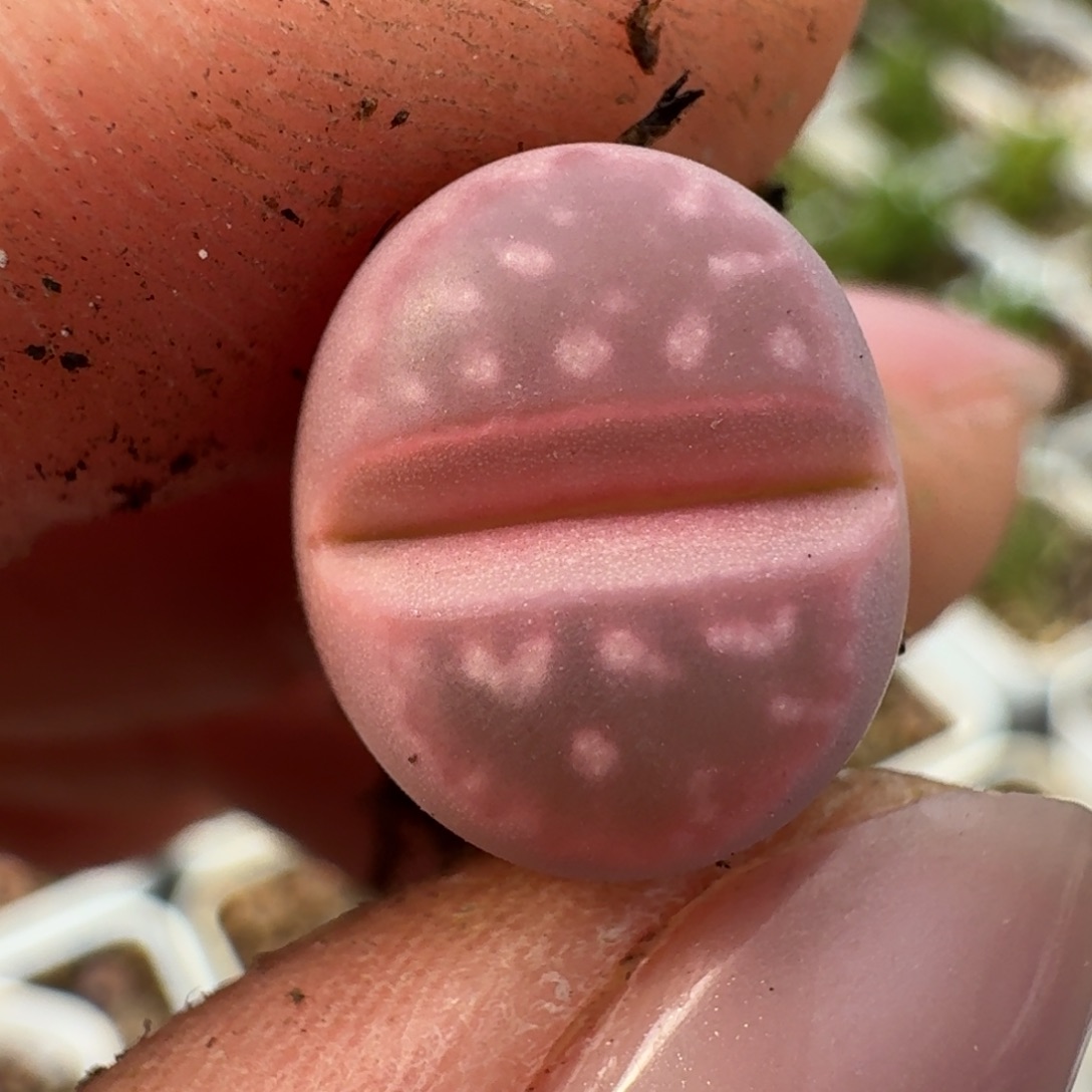 小*舟263一颗0000000000