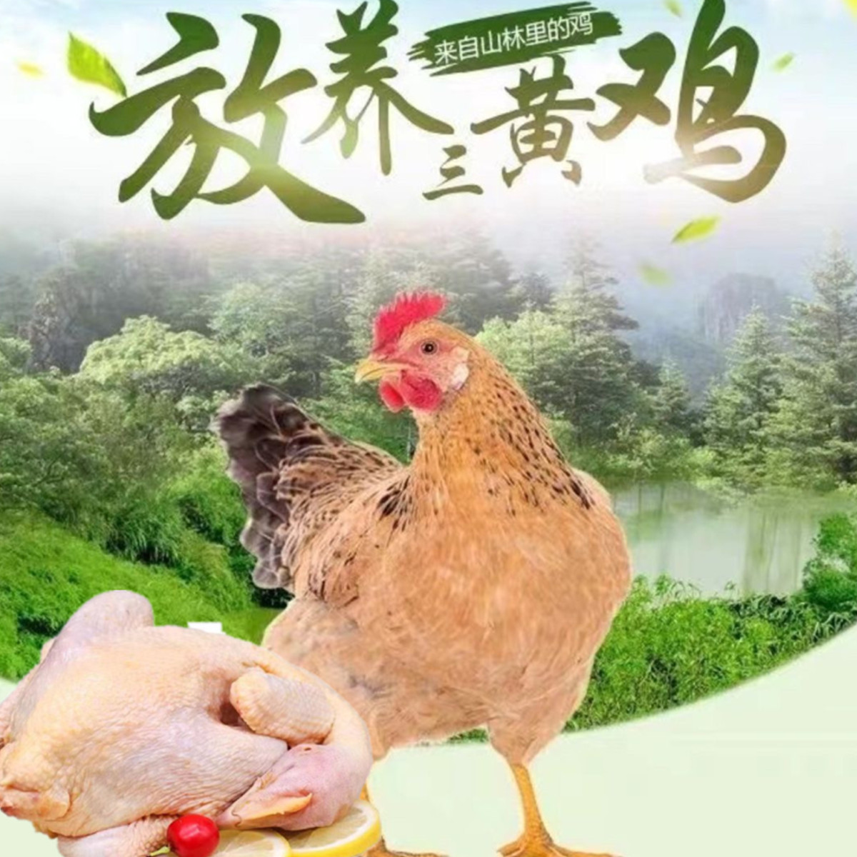 【到手三只】散养土鸡走地鸡净膛发货总重2千克左右冰冻发货新鲜H