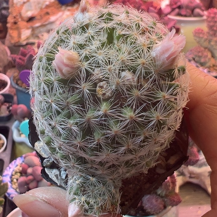 +**～可以吗我的小可爱们