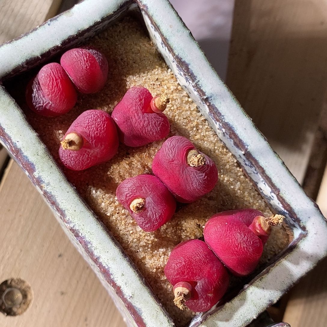 28369。 一组双头紫红。 