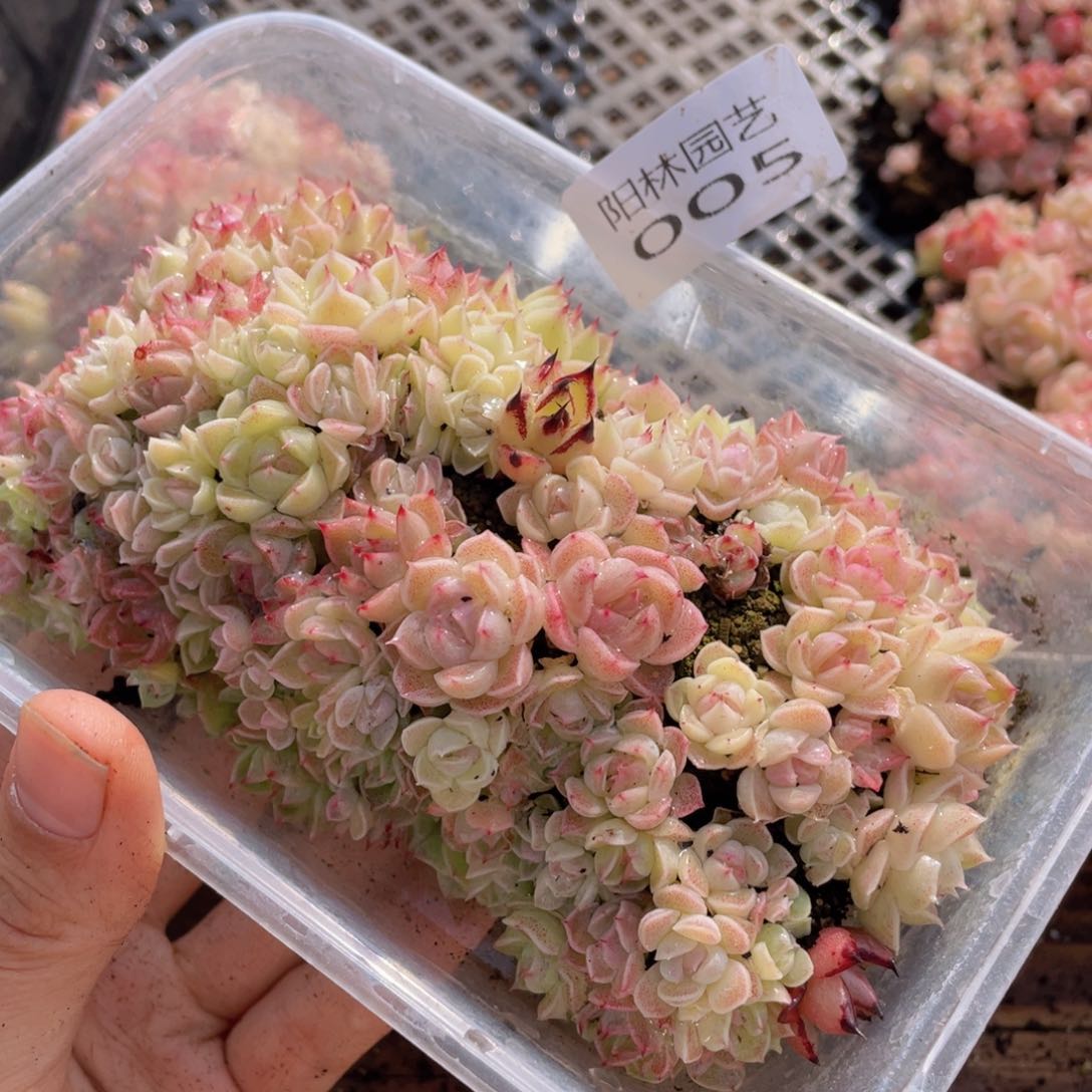 多肉植物多肉植物5