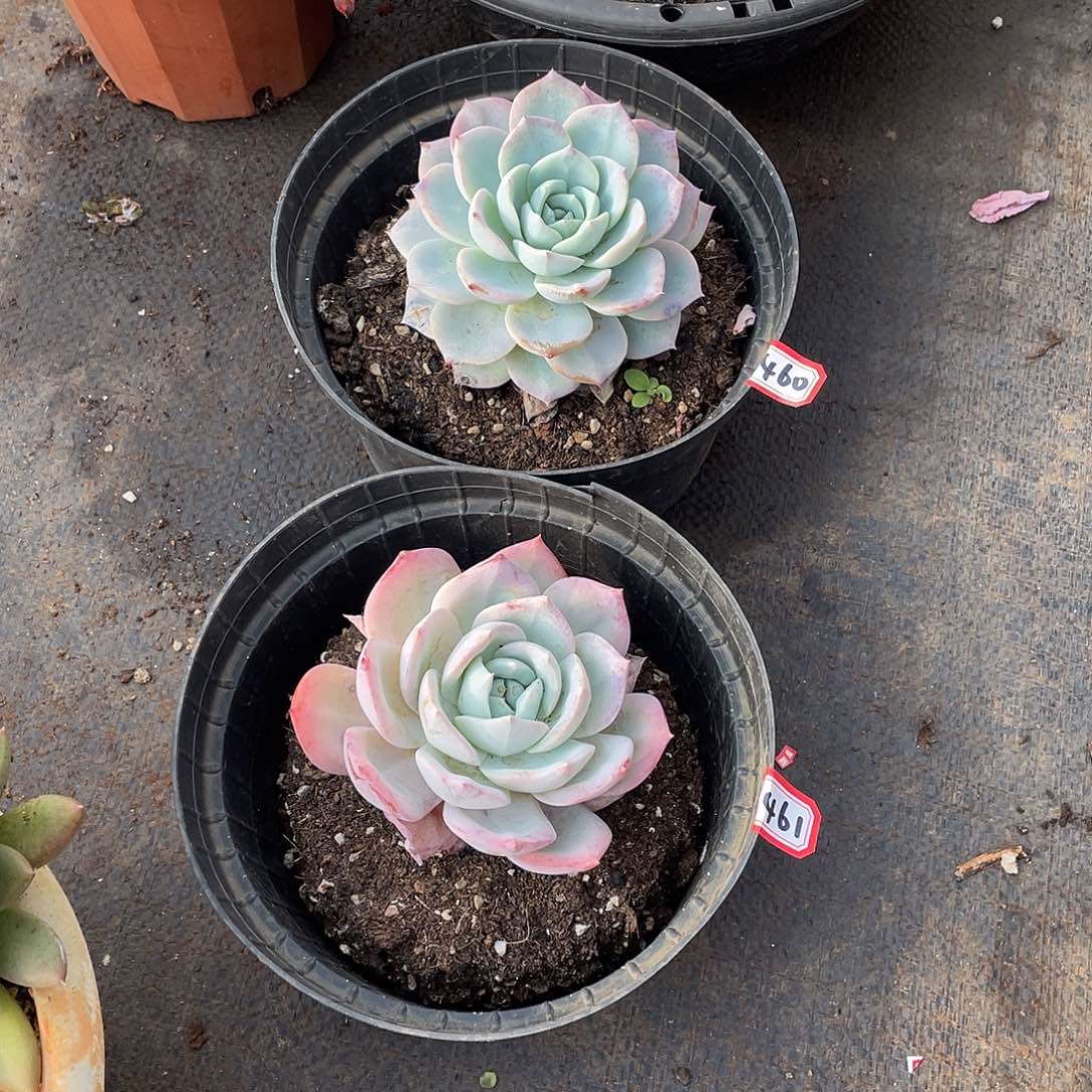 460加461两颗一物一拍多肉