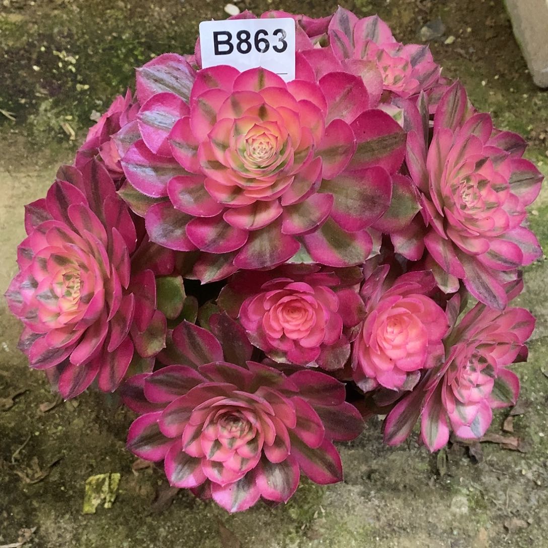 果**?倾城多肉植物863