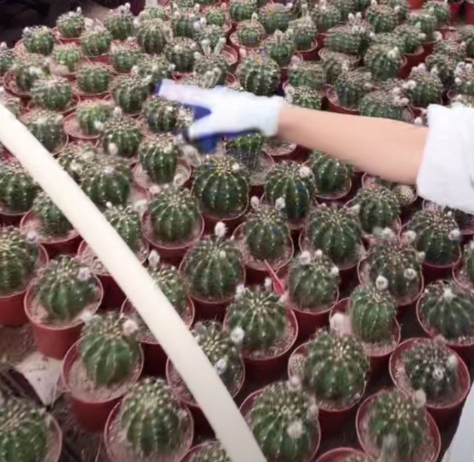 二妹园艺【 睡美人   自根 】默认脱土随机发货