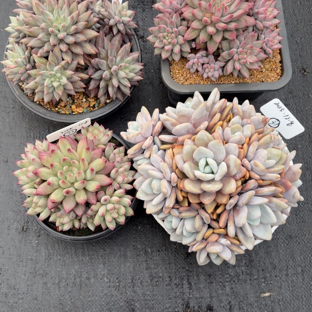 .***鱿一物一拍四颗多肉37、38、7、31