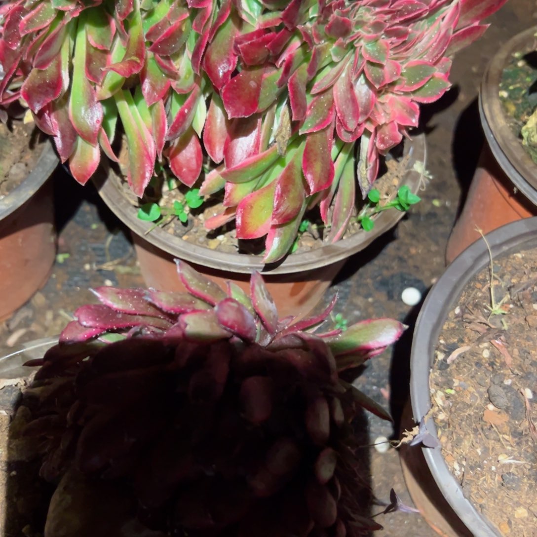 2094 号多肉植物法师新年福利