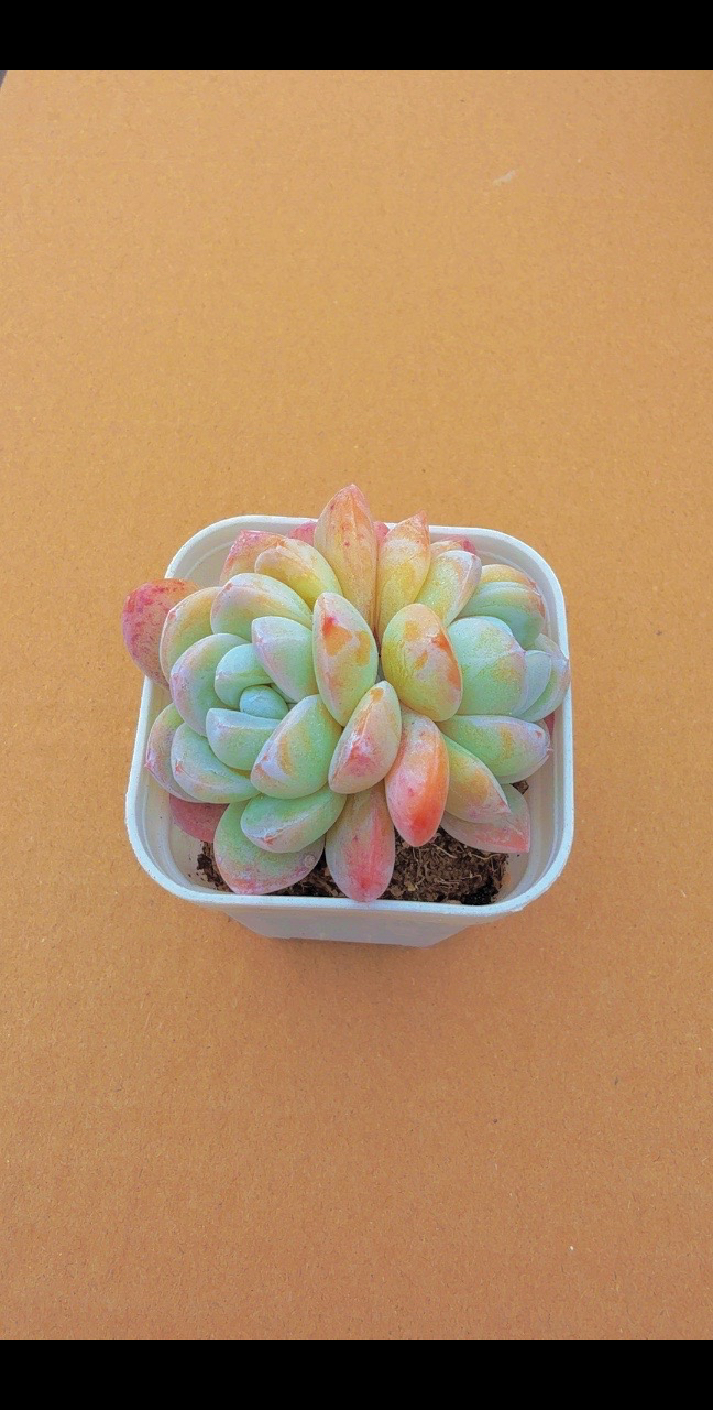 双头雪媚娘（满9.9包邮）