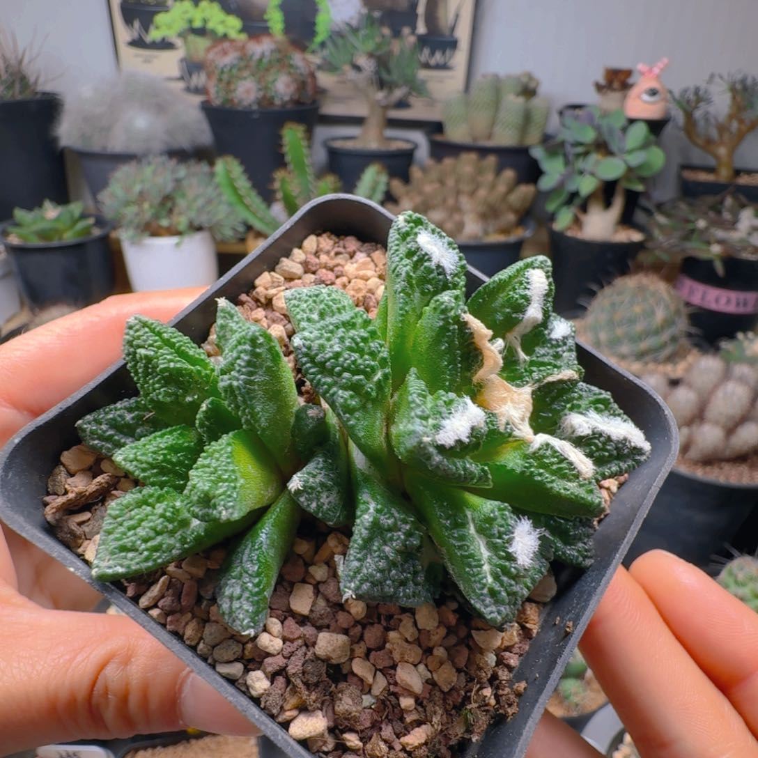 538自根牡丹带盆发货