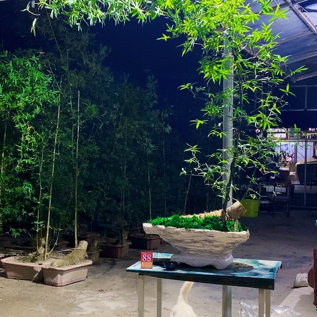 邯***居小叶簕竹一物一拍