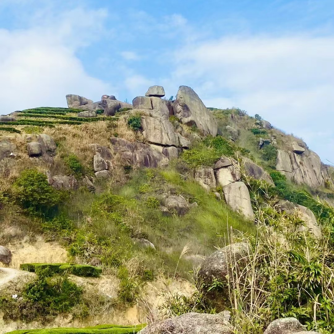 《老人戴帽明前白叶》明前茶2025/坪上炒茶/自产自销/ 蜜韵味/红汤 