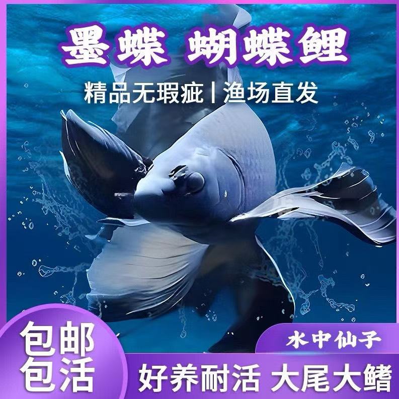 纯种蝴蝶鲤墨蝶黑色风水鱼观赏鱼养鱼饲养活体发货养殖耐活