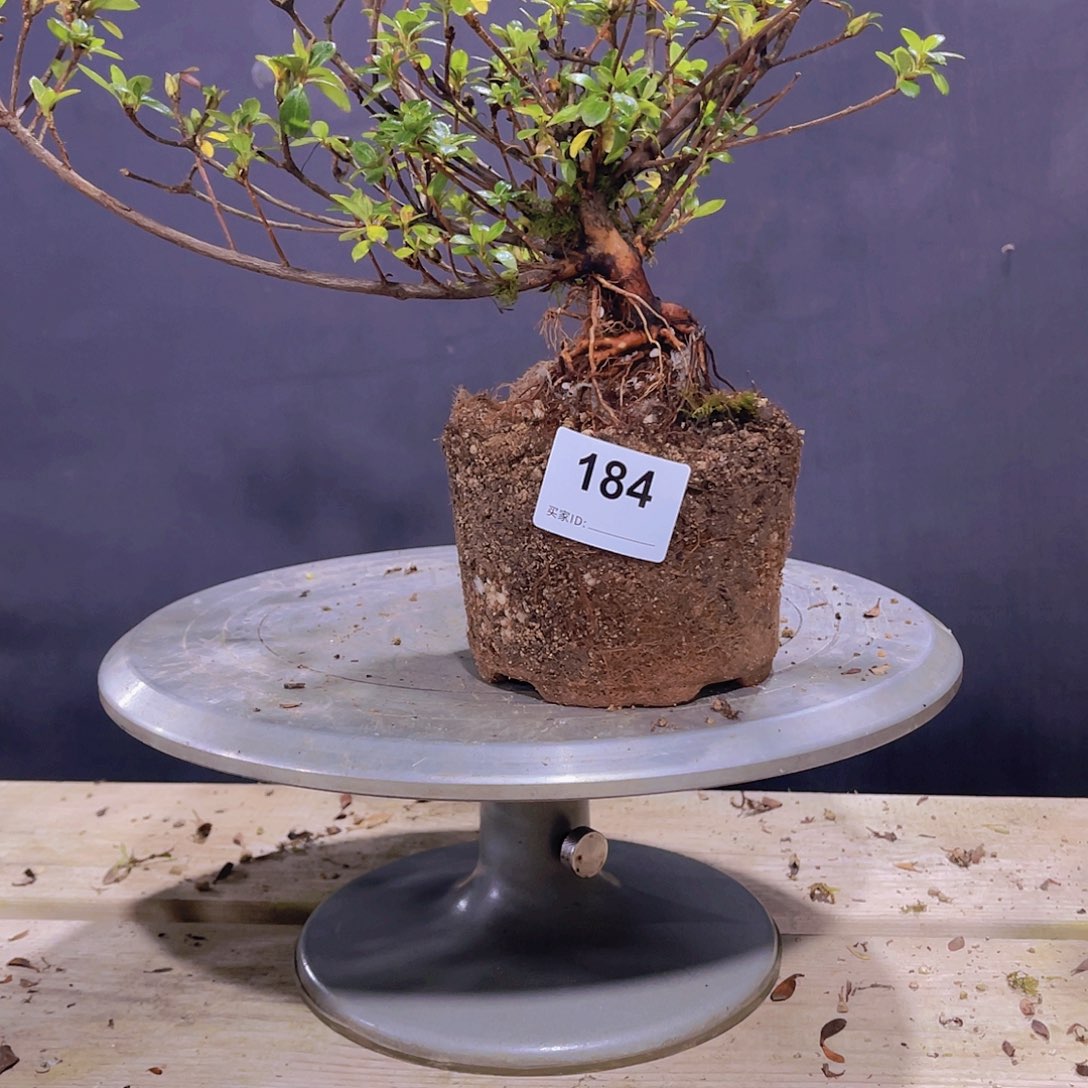 红陶直播时间一直一个