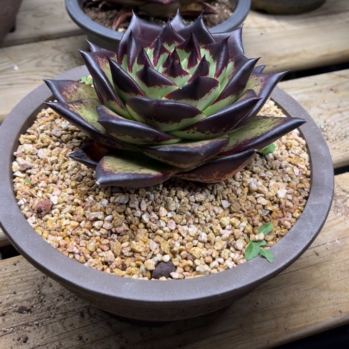 超级漂亮润的离谱111